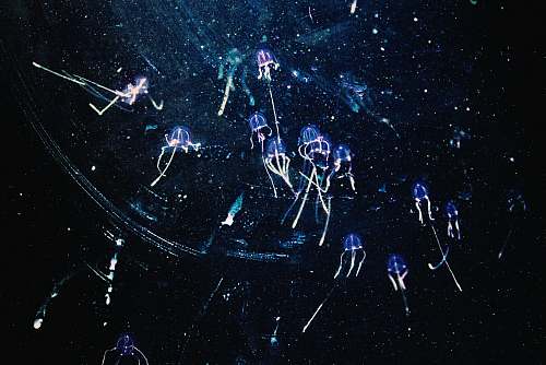 group of box jellyfish  multiple box jellyfish